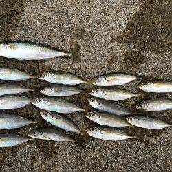 豆アジ、カマス