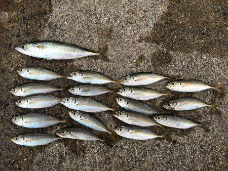 豆アジ、カマス