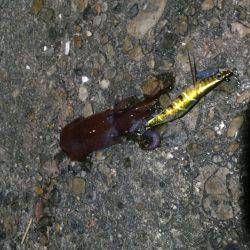 イカが食べたくて…