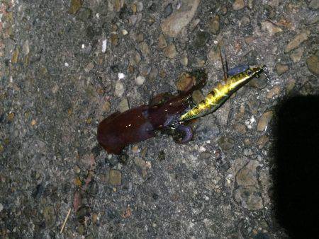 イカが食べたくて…