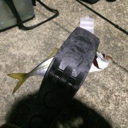 初！徳島アジング！