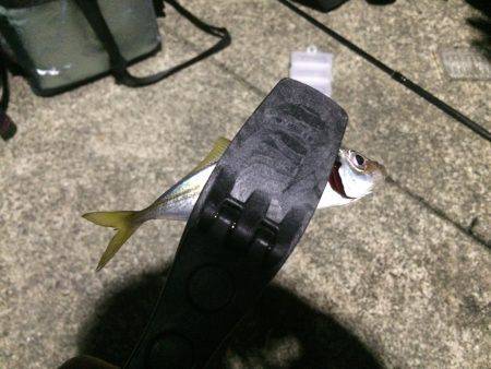 初！徳島アジング！