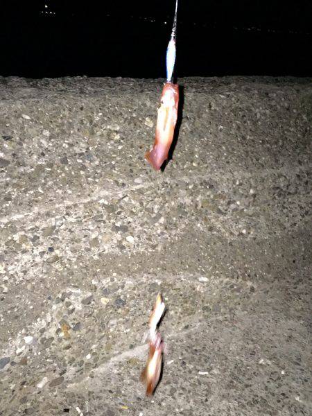 ケンサキ調査4日目