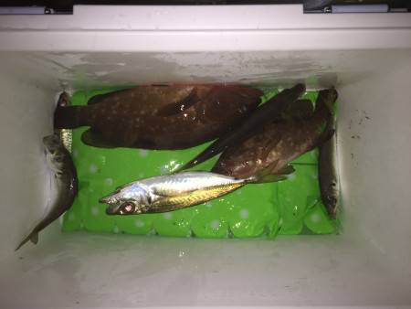 舞鶴 アジ！アコウ！