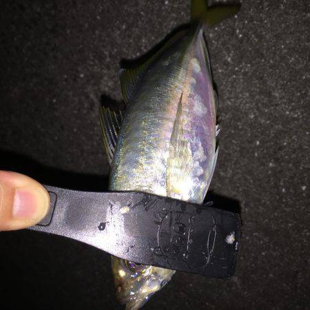 中アジ減った？