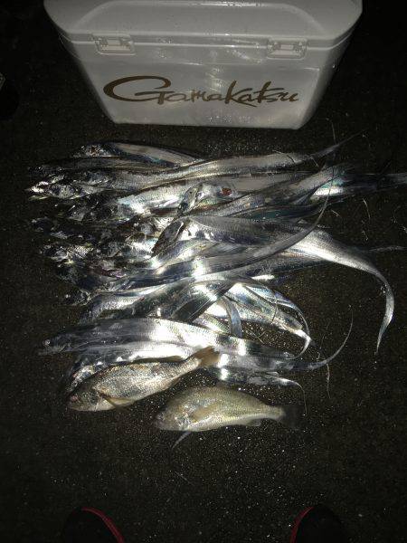 ジギング馬鹿タチウオ馬鹿