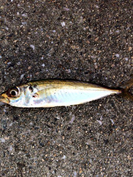 アジの南蛮漬けが食べたくて。