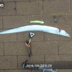 寝坊のち、太刀魚