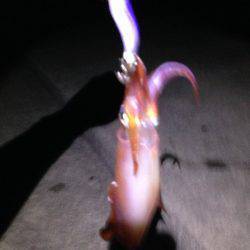 ケンサキ&アオリ!