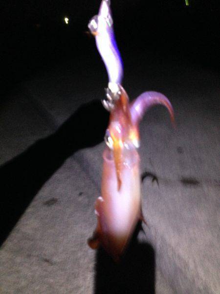 ケンサキ&アオリ!