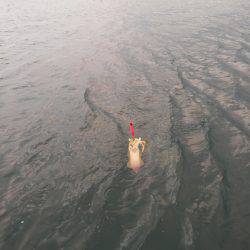 あと半月待つべし