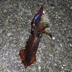 初ケンサキ釣りへ