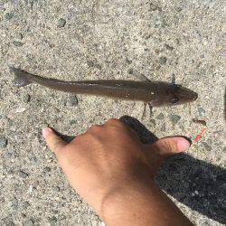 ちょい投げ激釣