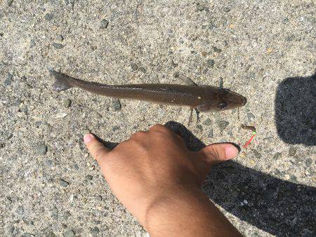 ちょい投げ激釣