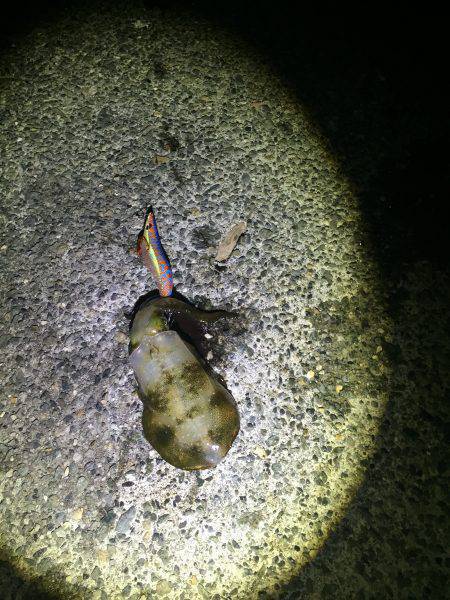 釣れてると聞いたので☆