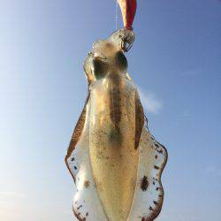 またまた新子調査