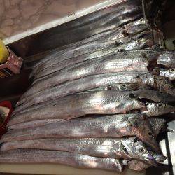 ポーアイ沖にて、たちラッシュ！