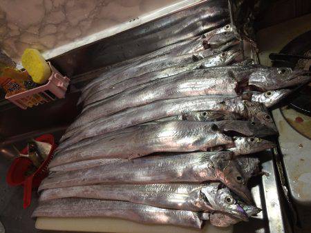 ポーアイ沖にて、たちラッシュ！