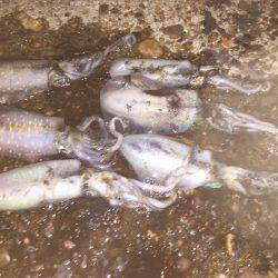 Run&Gun エギング