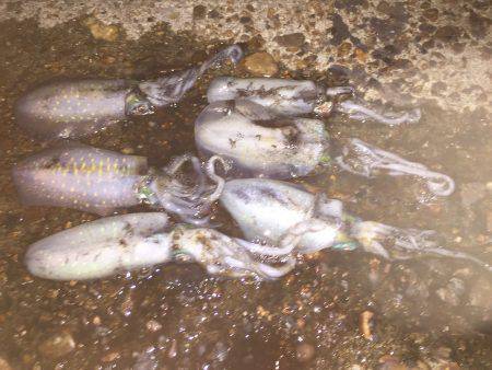 Run&Gun エギング