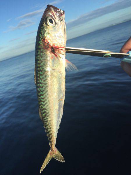 ショアジギ撃沈…