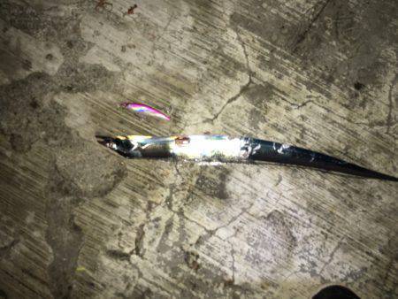 今年も、太刀魚始まりました