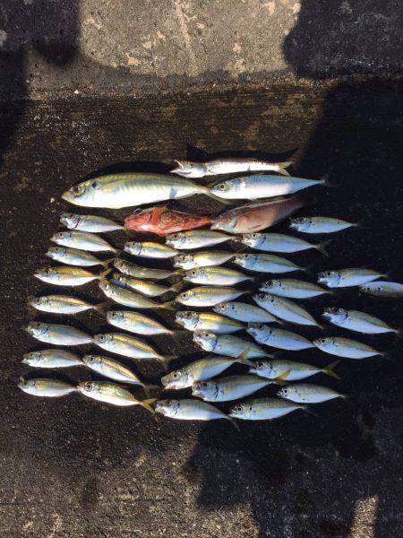 ジグサビキでデカアジ！