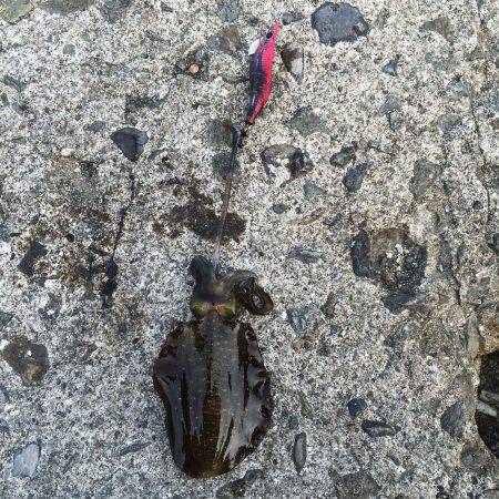 アオリまだ小さい、