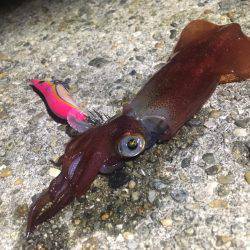 墨付けエギング