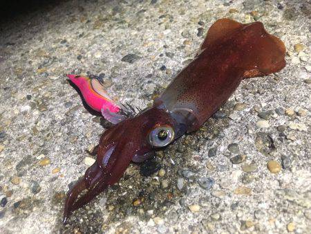 墨付けエギング