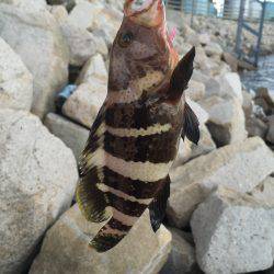 ロックフィッシュ