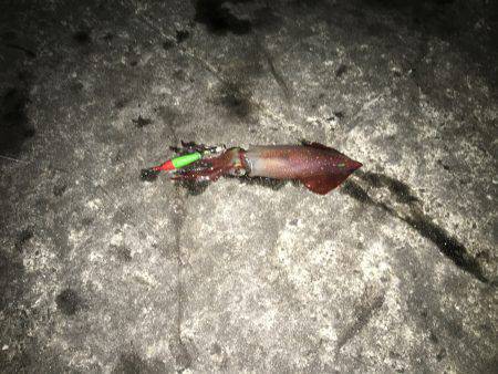 ケンサキ大人気！