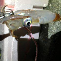 タチウオ撃沈。剣先まだいた。