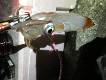 タチウオ撃沈。剣先まだいた。