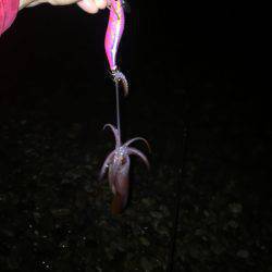 シャローエリアで