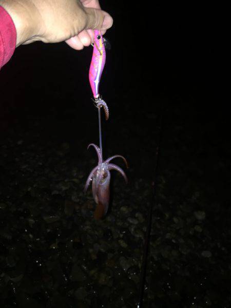 シャローエリアで