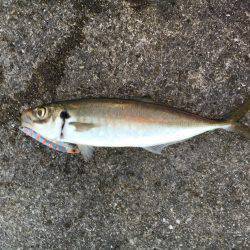 タチウオとオオアジ