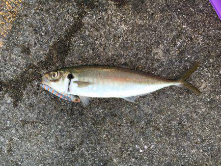 タチウオとオオアジ