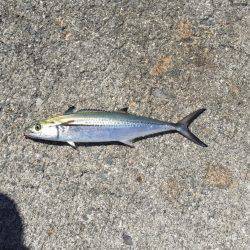 ライトショアにワインドでサゴシにタチウオにキスまでも