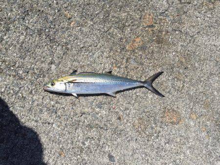 ライトショアにワインドでサゴシにタチウオにキスまでも