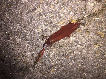 ケンサキゲット2！