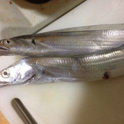 太刀魚