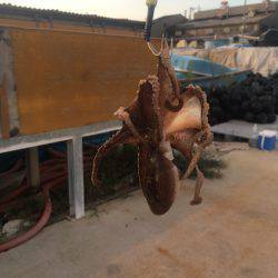 タコ釣り行ってきました。