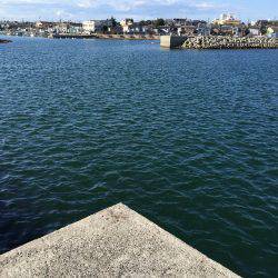 アジ×10〜15㎝×40匹