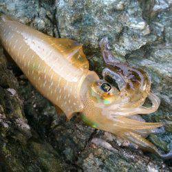 新子調査で親イカGET