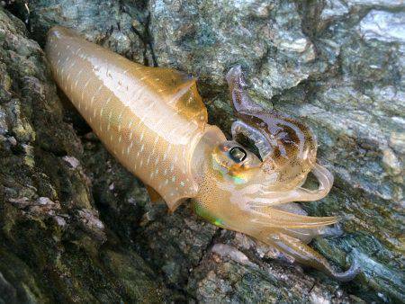 新子調査で親イカGET