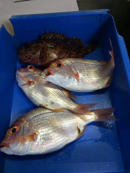 今シーズン初の船釣り