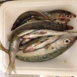 カラバリでイワシさん