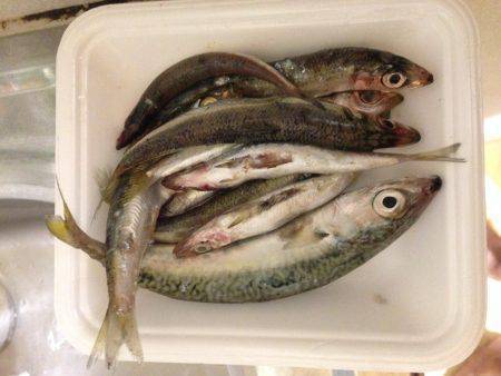 カラバリでイワシさん