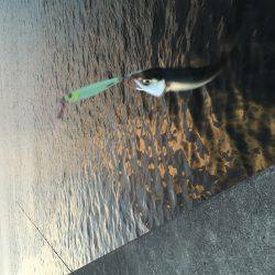 今年は少し時期が早いのか?